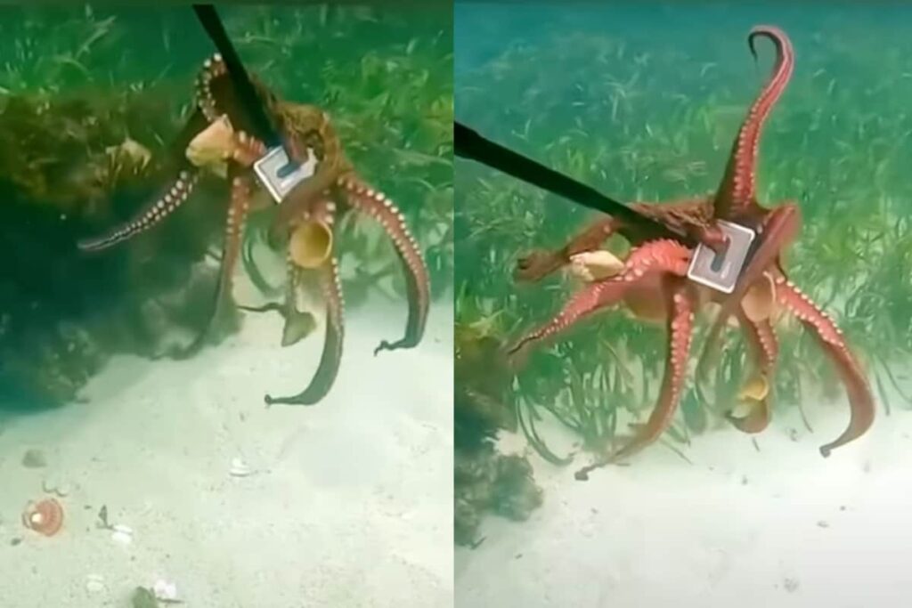 Octopus Steals Diver's GoPro Camera In Hilarious Underwater Tug-Of-War