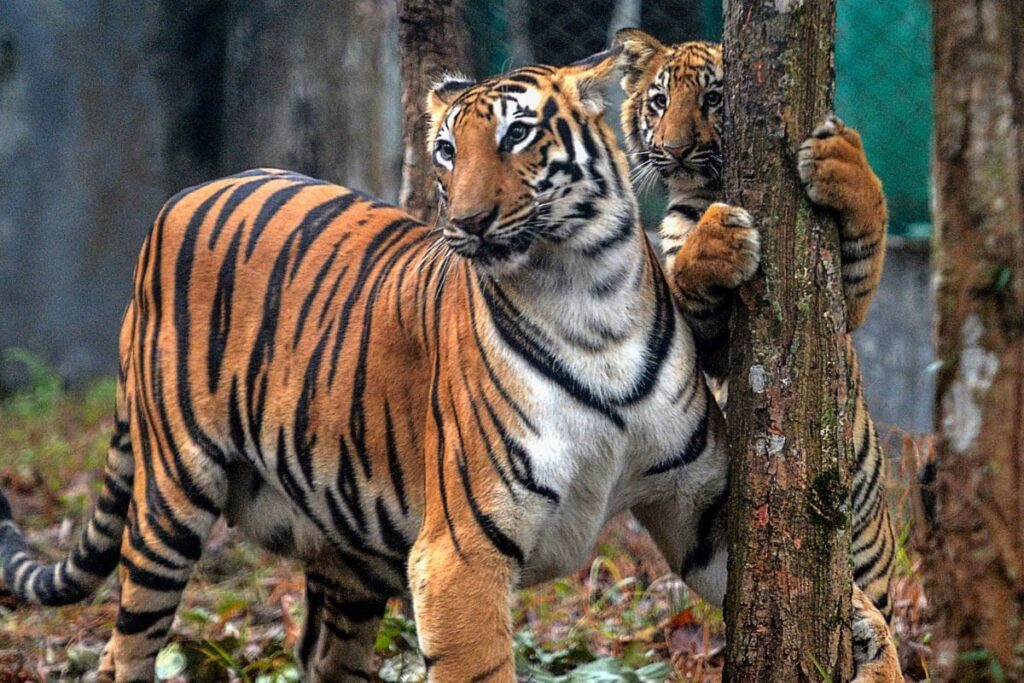 India’s Tiger Population Estimate at 3,682 After Detailed Count; 35% Reserves Need Urgent Protection