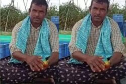 Andhra Pradesh Farmer Earns Rs 3 Crore In 1 Month Selling Tomatoes