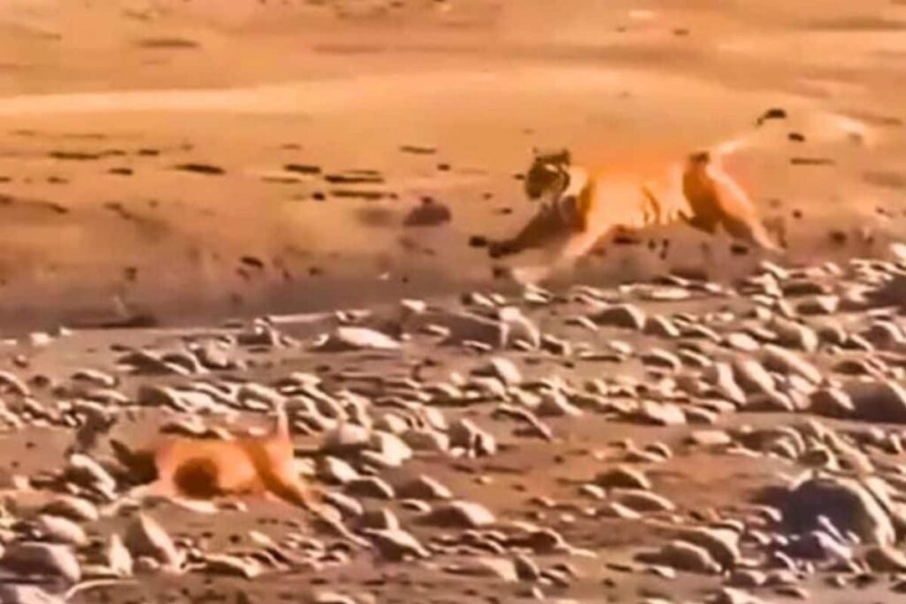 WATCH: Deer Escapes As Royal Bengal Tiger Fails To Catch Its Prey After An Intense Chase