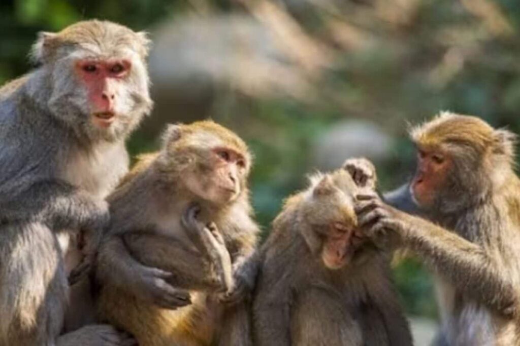 Monkey Menace Keeps Advocates On Their Toes In UP