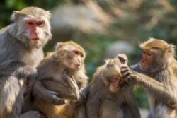Monkey Menace Keeps Advocates On Their Toes In UP
