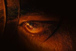 Jawan: Shah Rukh Khan Starrer Drops a Mysterious New Poster, Is It Vijay Sethupathi?