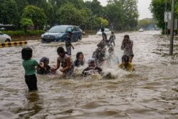 Heavy Rain, Overflowing Ghaggar, Satluj Rivers Destroy Thousands of Acres of Fields in Punjab