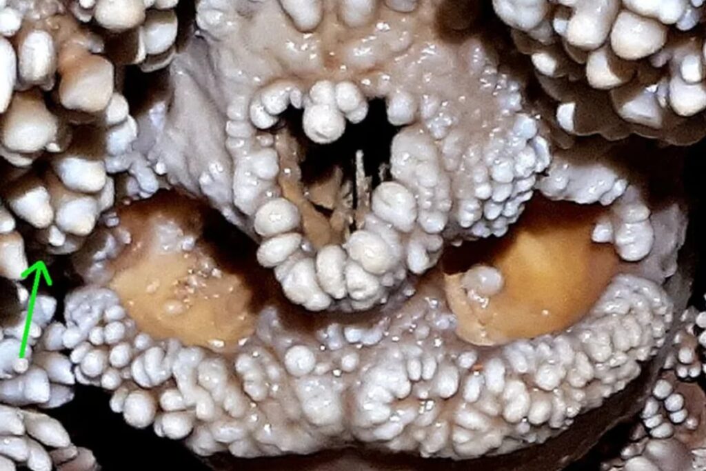 150,000-Year-Old Neanderthal Skeleton Unearthed In Italian Cave Offers Glimpse Into Prehistoric Past