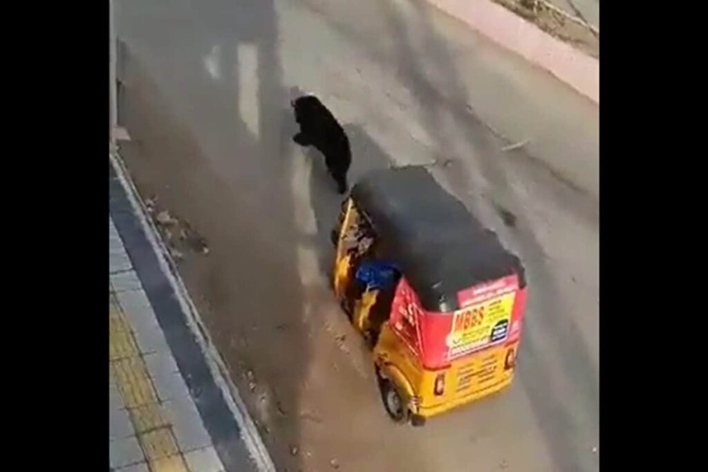 Telangana: Panic Grips Residents As Wild Bear Runs Around Busy Market Areas, Housing Societies | WATCH