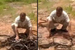 Watch: Spine-Chilling Video Shows Man Releasing Bag Full Of Snakes Into The Wild