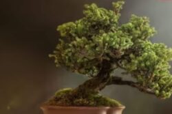 Price Of World's Most Expensive Bonsai Tree Will Surprise You, Check Details Here