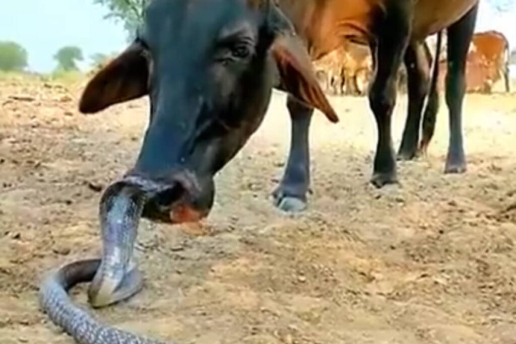 'Aaj Kuch Toofani Karte Hai': Cow Affectionately Licks Cobra In Viral Video