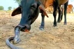 'Aaj Kuch Toofani Karte Hai': Cow Affectionately Licks Cobra In Viral Video