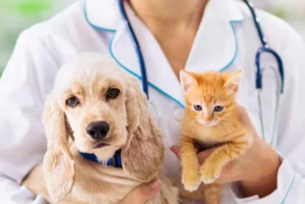 Paws-itively Promising: Charting A Veterinary Career In India