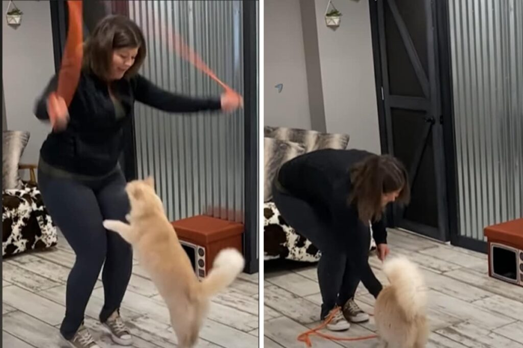 13-Year-Old Kit Kat Is World Record Holder For 'Most Rope Skips By A Cat'