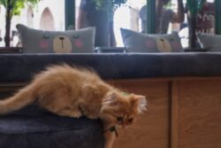 MP: Trangender Persons Abduct Pet Cat After Family Refuses to Give Rs 51,000 on Birth of a Child in Indore