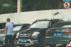 Cat’s Attempt To Climb Wall Has Internet Laughing: 'No One Will Judge You'