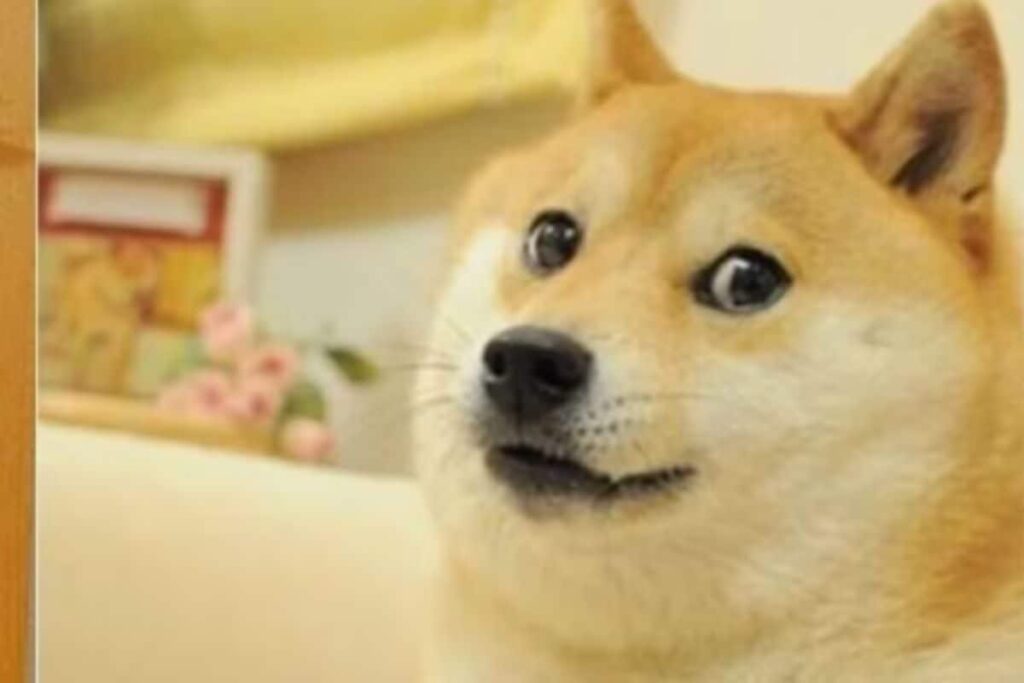 Viral Meme Dog Cheems Passes Away After Battling Cancer, Internet Mourns