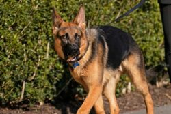 Gurugram: Pet Dog Attacks Woman, Infant At Housing Society, Owner Booked