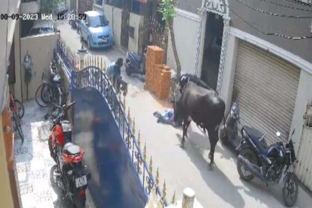 WATCH | Cow Mauls 9-year-old Schoolgirl in Chennai, Mother Screams for Help; Cattle Owner Arrested