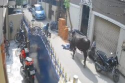 WATCH | Cow Mauls 9-year-old Schoolgirl in Chennai, Mother Screams for Help; Cattle Owner Arrested