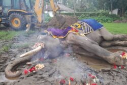 End of Era: Bijuli Prasad, World's Oldest Domesticated Elephant, Dies at 90; Hundreds Bid Farewell in Assam