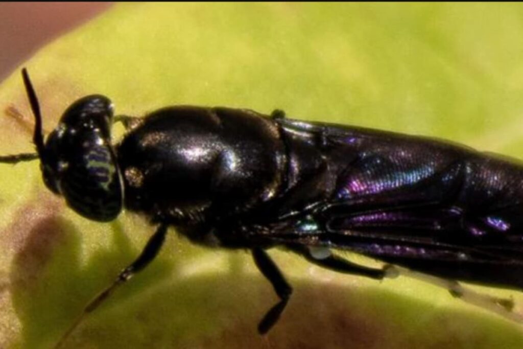 Swat Team: Making Bioplastics From Dead Flies