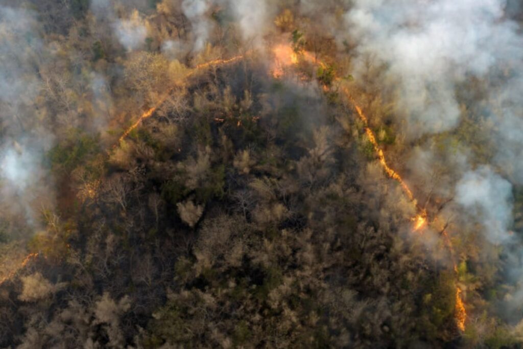 Smoke From Forest Fires May Also Harm Our Brain Health, Study Reveals