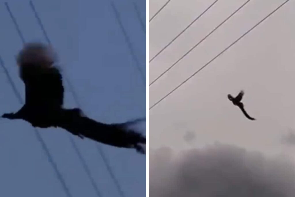 Have You Ever Seen A Peacock Fly? This Video Is For You