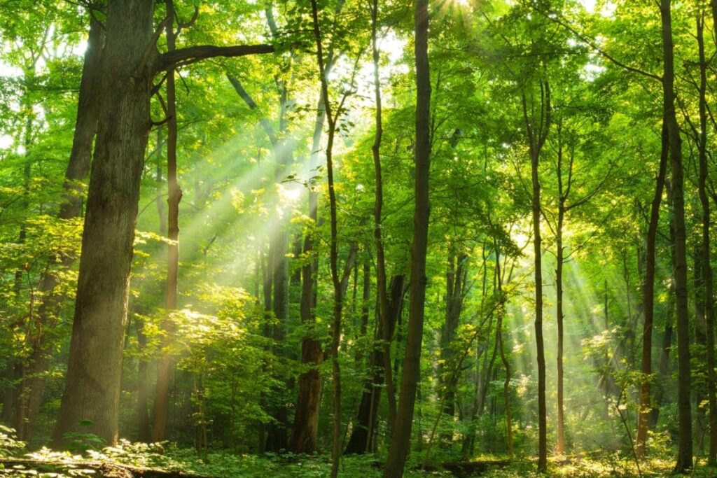 MP: 10 Held in Connection with Hunting, Encroachment of Forest Land Near Kuno National Park