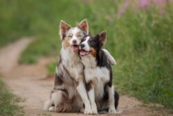 International Dog Day 2023: A Celebration of Man's Best Friend!