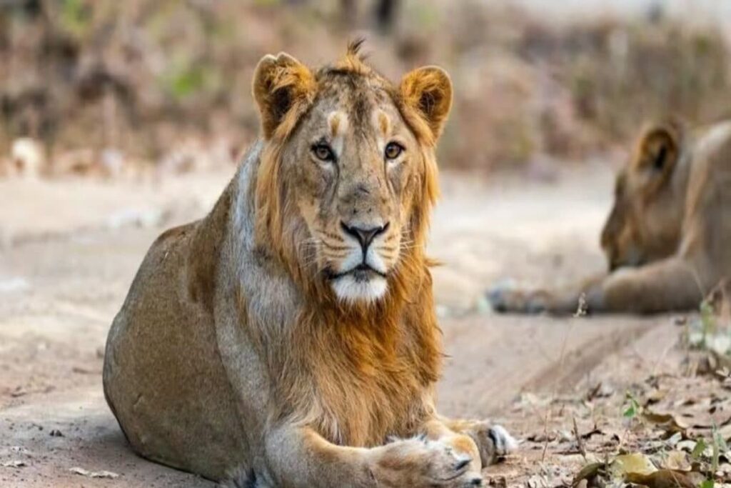 Gujarat: 2 Tourists Among 6 Fined for Trespassing into Reserved Gir Forest Area to Watch Lions