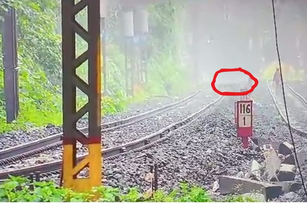 Can You Spot It? 'Leopard' Zooms Past Lonavala Tracks Amid Fog. Some Think It's Tiger | WATCH Video