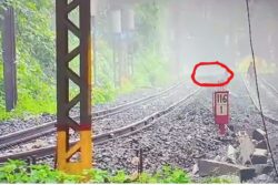 Can You Spot It? 'Leopard' Zooms Past Lonavala Tracks Amid Fog. Some Think It's Tiger | WATCH Video