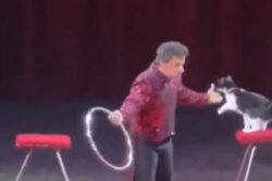 Watch: Man Tries To Perform Hoop-Trick With Cat, Fails Miserably