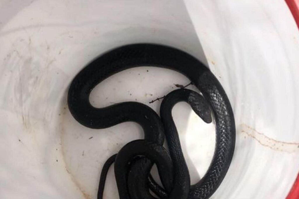 This Video of Snake Hiding In Toilet Is Your Worst Nightmare Coming True
