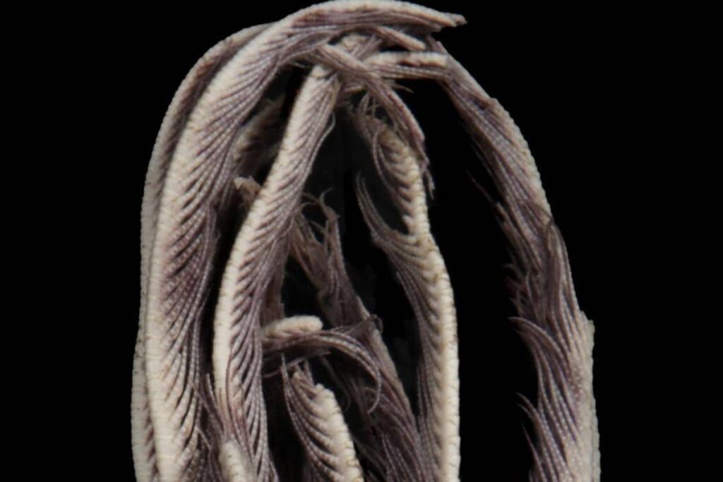 Viral: Strawberry-Shaped Creature With 20 Arms Found In The Antarctic Ocean