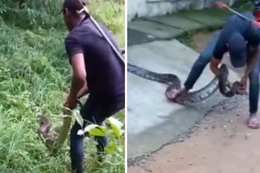 Watch: Eight-Foot Long Python Rescued From A Residential Area In Chhattisgarh