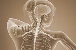 How To Stimulate Your Vagus Nerve And How It Benefits You