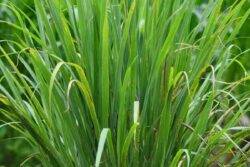 Lemongrass To Chives, 5 Herbs You Can Easily Grow In Your Kitchen Garden