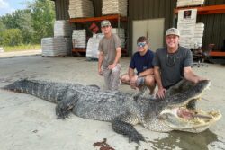 US Hunters Manage To Catch 364 Kg Alligator After Night-Long Struggle