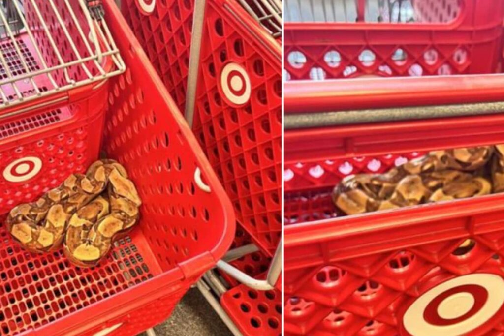 Nothing To See Here, Just A Snake Relaxing In A Shopping Cart At US Store
