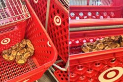 Nothing To See Here, Just A Snake Relaxing In A Shopping Cart At US Store