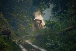 On World Photography Day, This Wild Elephant Image Deserves Your Attention