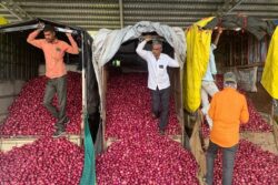 Maharashtra: Farmers Protest at Wholesale Markets Against Imposition of 40 Pc Duty on Onion Export