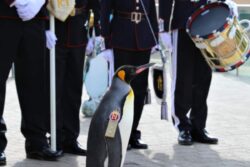 Penguin, Sir Nils Olav, Has The Third-Highest Rank In The Norwegian Army