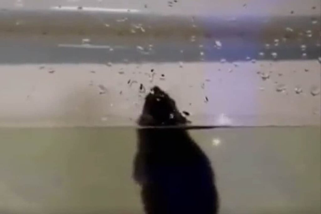 Viral Video Shows How Easy It Is For Rats To Climb Up Your Toilet