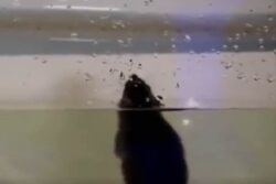Viral Video Shows How Easy It Is For Rats To Climb Up Your Toilet