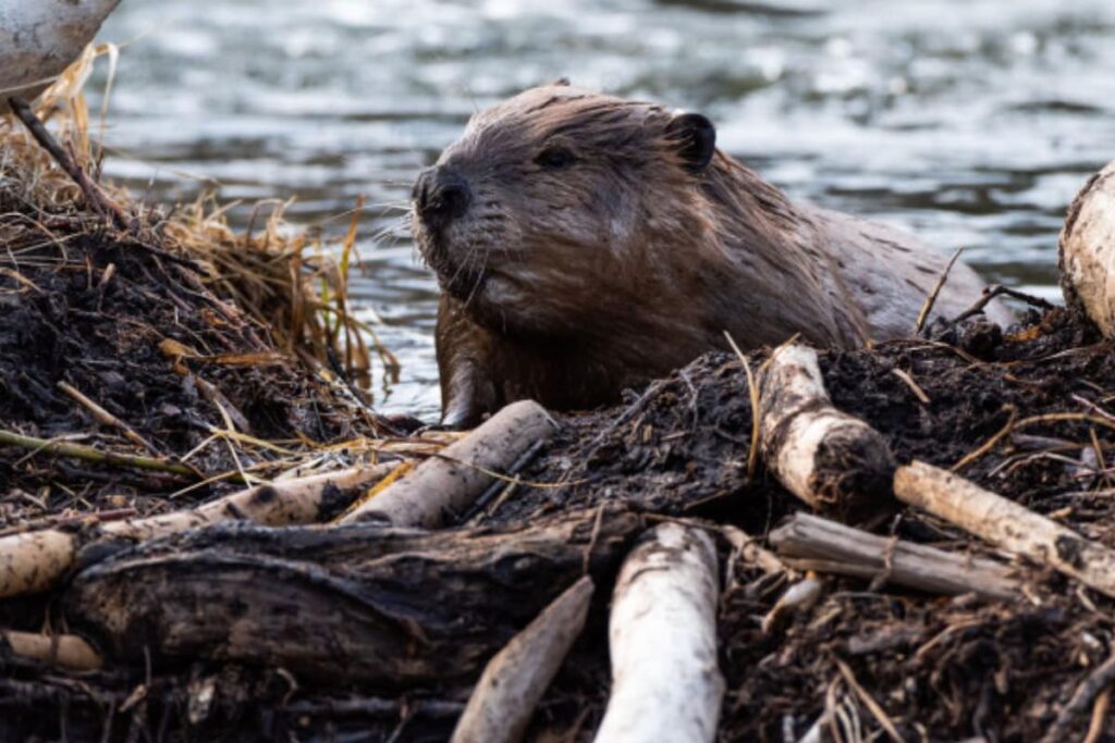 Why Beavers Can Be Great Allies Against Fire in North America