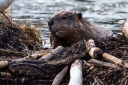 Why Beavers Can Be Great Allies Against Fire in North America