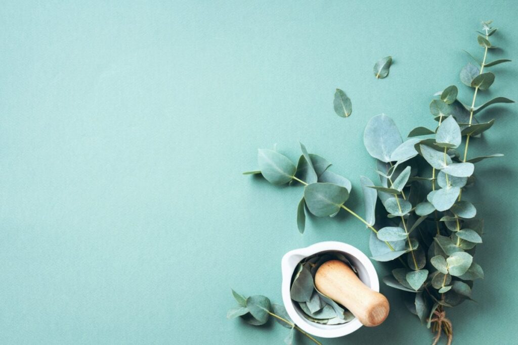 Eucalyptus: Nature’s Way Of Healing Cough And Cold