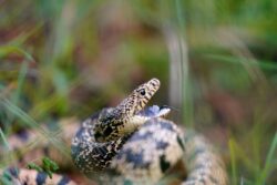 Charmed Life: Bitten 10 Times, Haryana Man Rescues 5,600 Snakes in a Decade
