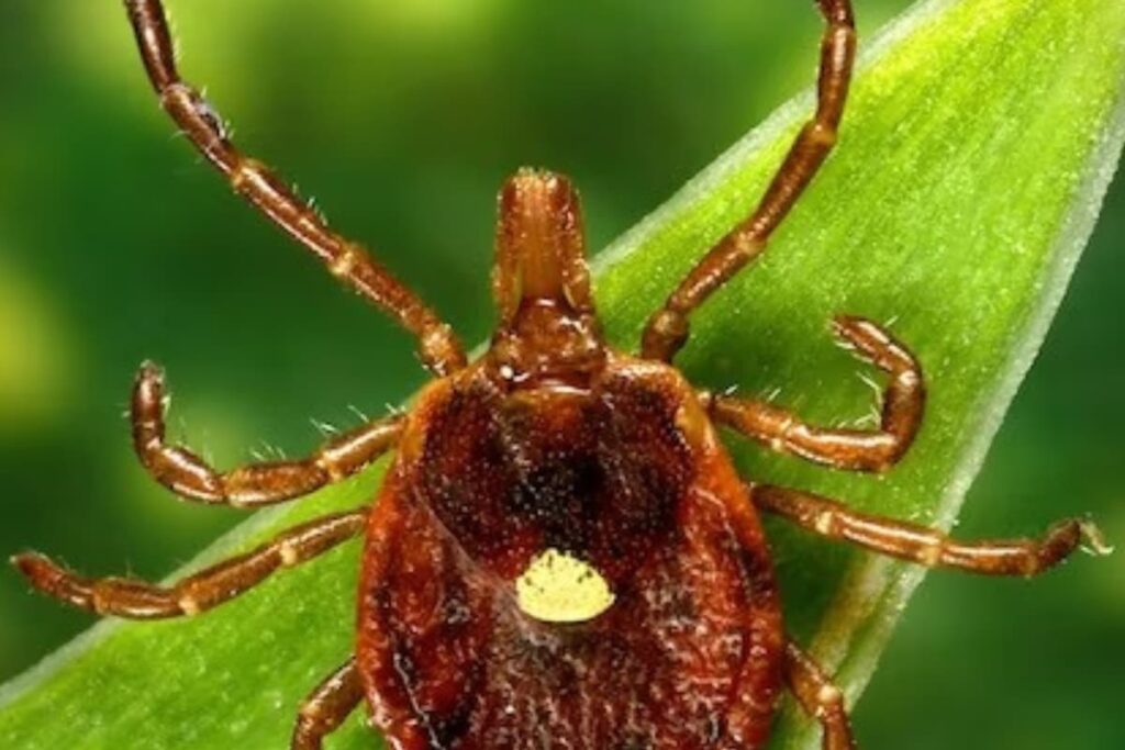 A Tick Bite Made This Man Allergic To Meat, Wool And Dairy Products